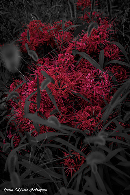 花のある風景　ヒガンバナの真紅_b0133053_00332021.jpg