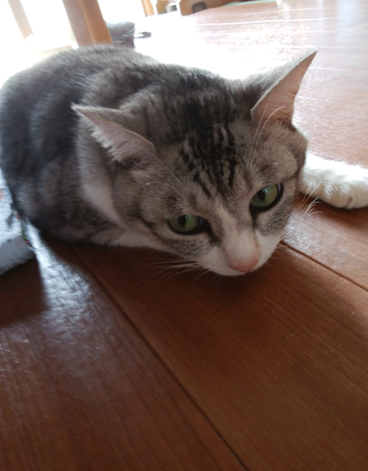 e0001558_10593604.gif