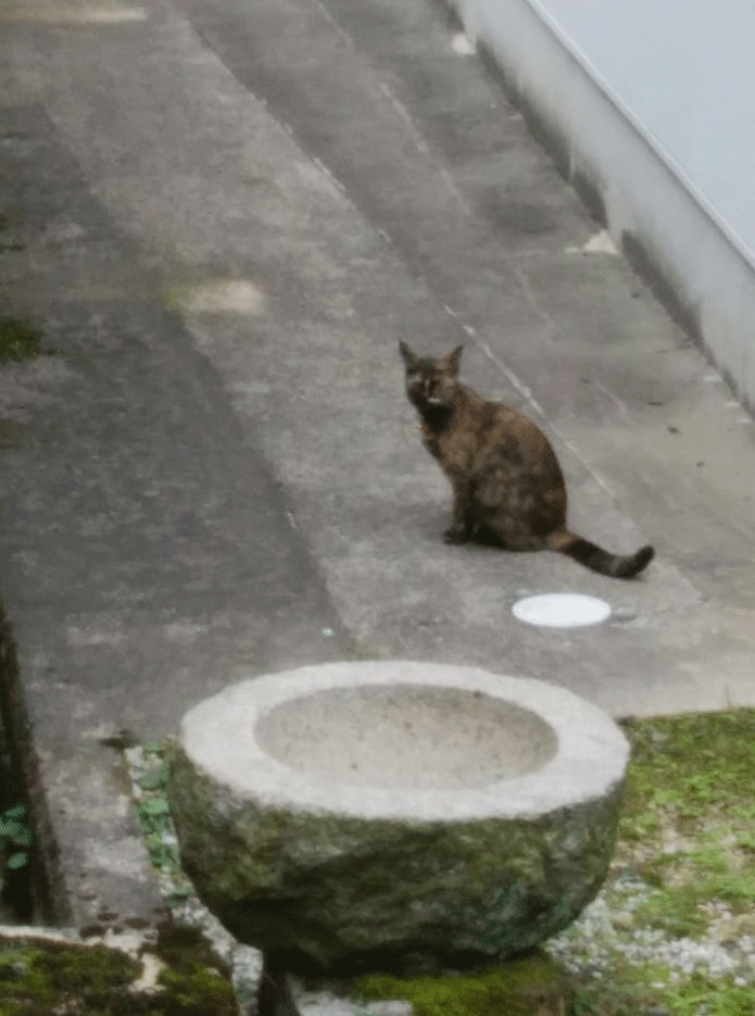 e0001558_10595921.gif