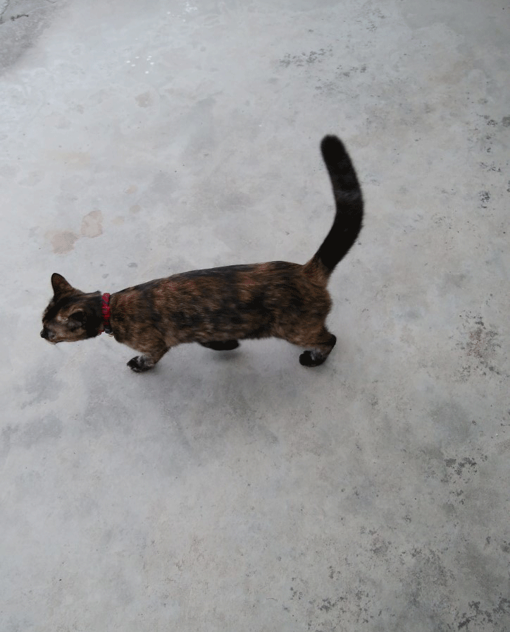 e0001558_11005843.gif