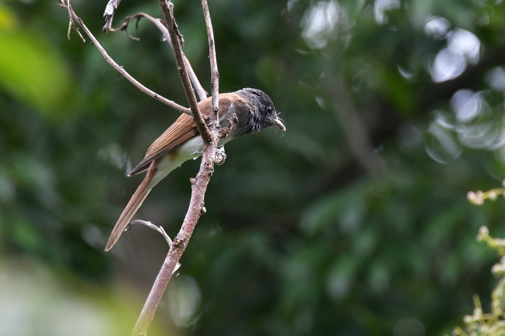 渡りの鳥さん サンコウチョウ若 センダイムシクイ_f0053272_22190088.jpg
