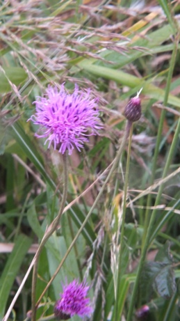 b0214473_2025135.jpg