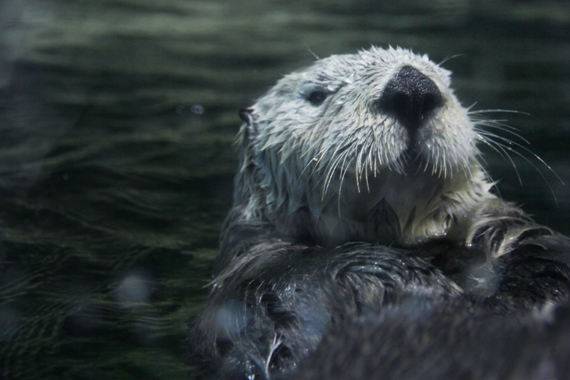 水族館にカメラの練習に行きました_b0214473_20473899.jpg