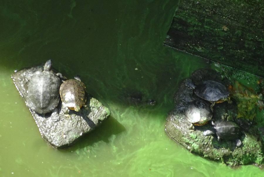 付託議案の現場の生き物一挙公開_f0059673_19123999.jpg