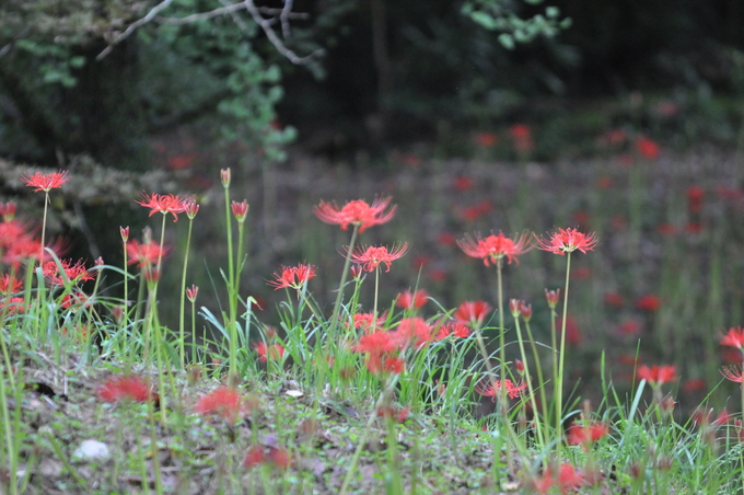 皇子原公園（高原町）　１７０９２０　_a0043276_6194179.jpg