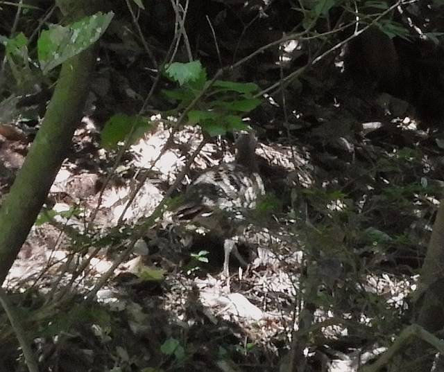 f0378979_18373622.jpg