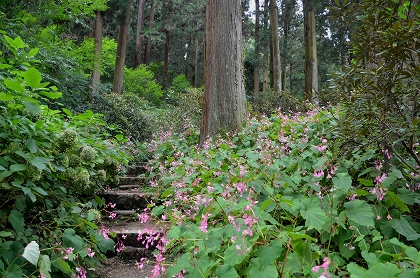  ☆岩湧の森　岩湧寺秋海棠②_c0229483_1583089.jpg