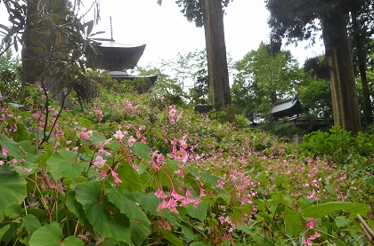  ☆岩湧の森　岩湧寺秋海棠②_c0229483_159268.jpg