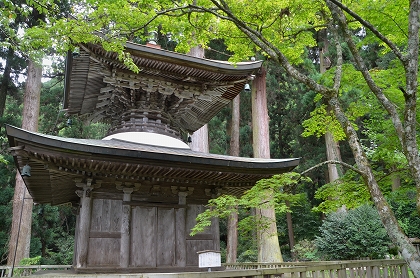 岩湧の森　岩湧寺秋海棠①_c0229483_17165963.jpg