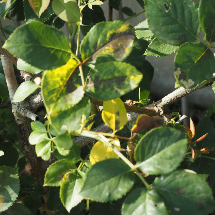 バラの鉢植え栽培_a0292194_18585830.jpg