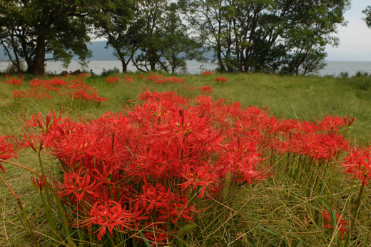 曼珠沙華の群生を見に琵琶湖畔へ_b0045109_20551506.jpg