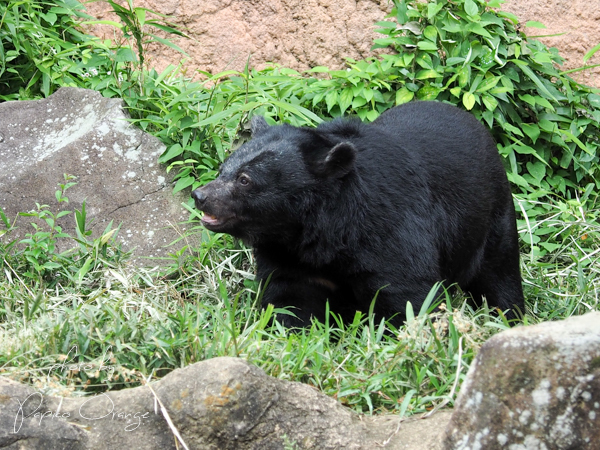 よこはま動物園ズーラシア　９月１６日_f0321610_09363455.jpg