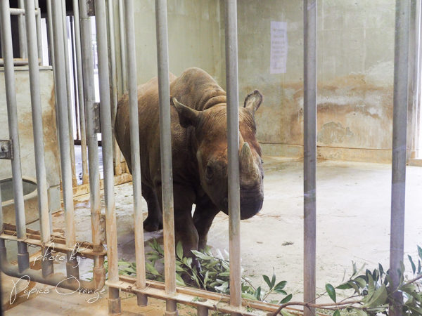 よこはま動物園ズーラシア　９月１６日_f0321610_09391689.jpg