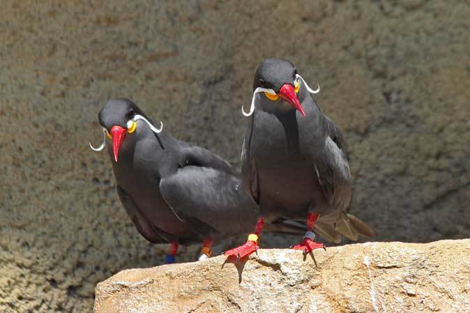 上野動物園：NEWこども動物園すてっぷ～インカアジサシの誘惑_b0355317_22280003.jpg