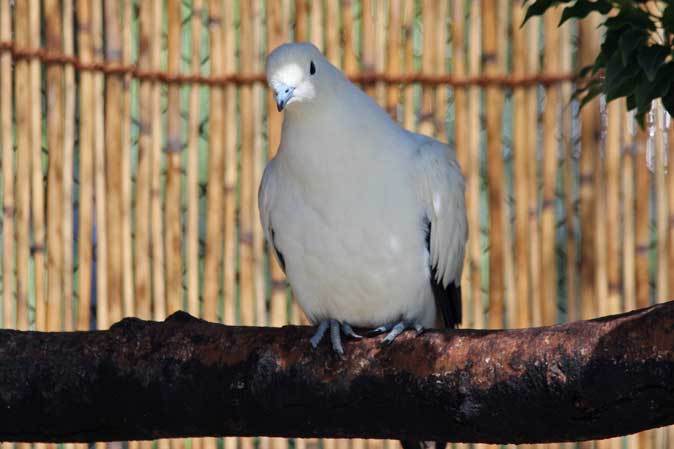 上野動物園：NEWこども動物園すてっぷ～インカアジサシの誘惑_b0355317_23124834.jpg