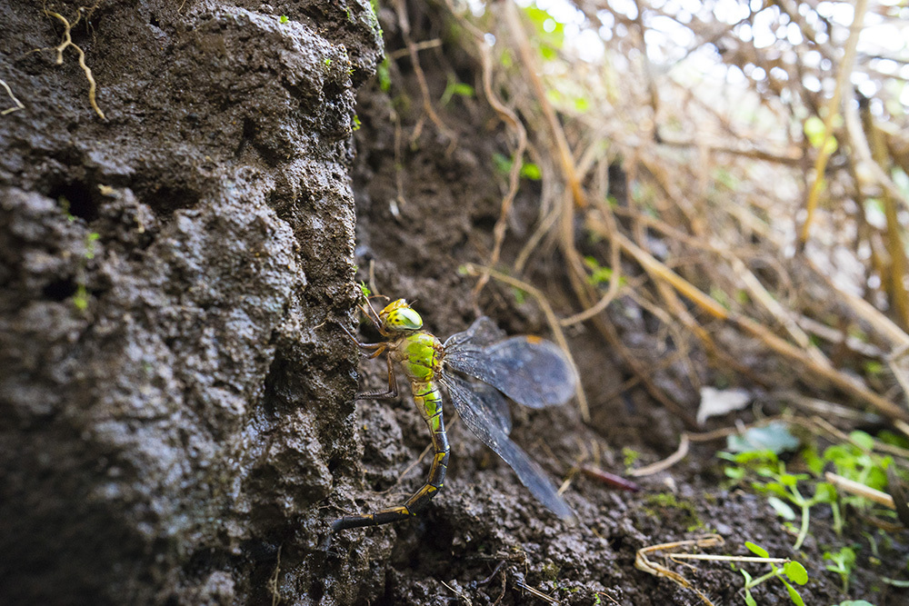 カトリヤンマ 産卵_f0324026_22261835.jpg