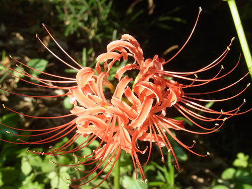 野火止用水路の彼岸花 Red spider lily_f0206939_13563045.jpg