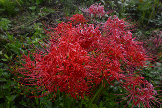 c0093046_18473195.gif
