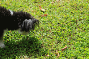 c0145250_10103017.gif