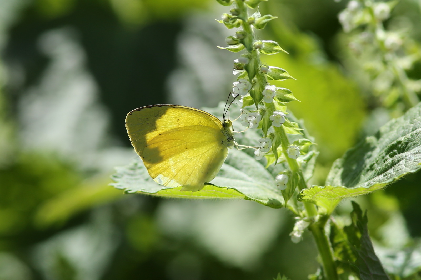 シソの花に集まる蝶と蜂（千葉県松戸市、20170918）_f0345350_21163258.jpg