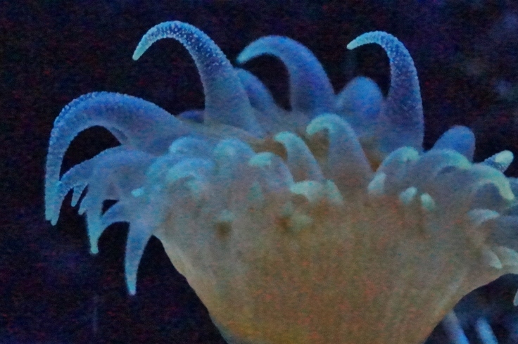 神戸市立須磨水族園(7)イソギンチャク_b0063958_07404790.jpg
