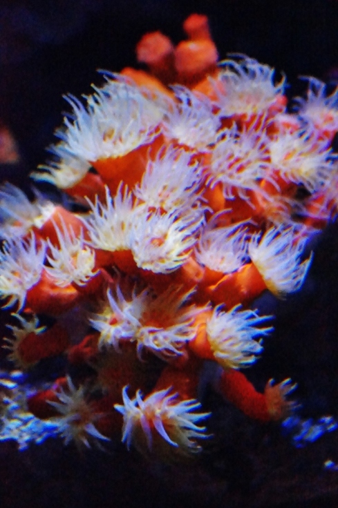 神戸市立須磨水族園(7)イソギンチャク_b0063958_07413438.jpg