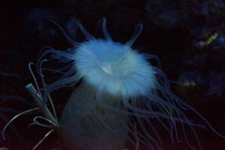 神戸市立須磨水族園(7)イソギンチャク_b0063958_07432371.jpg
