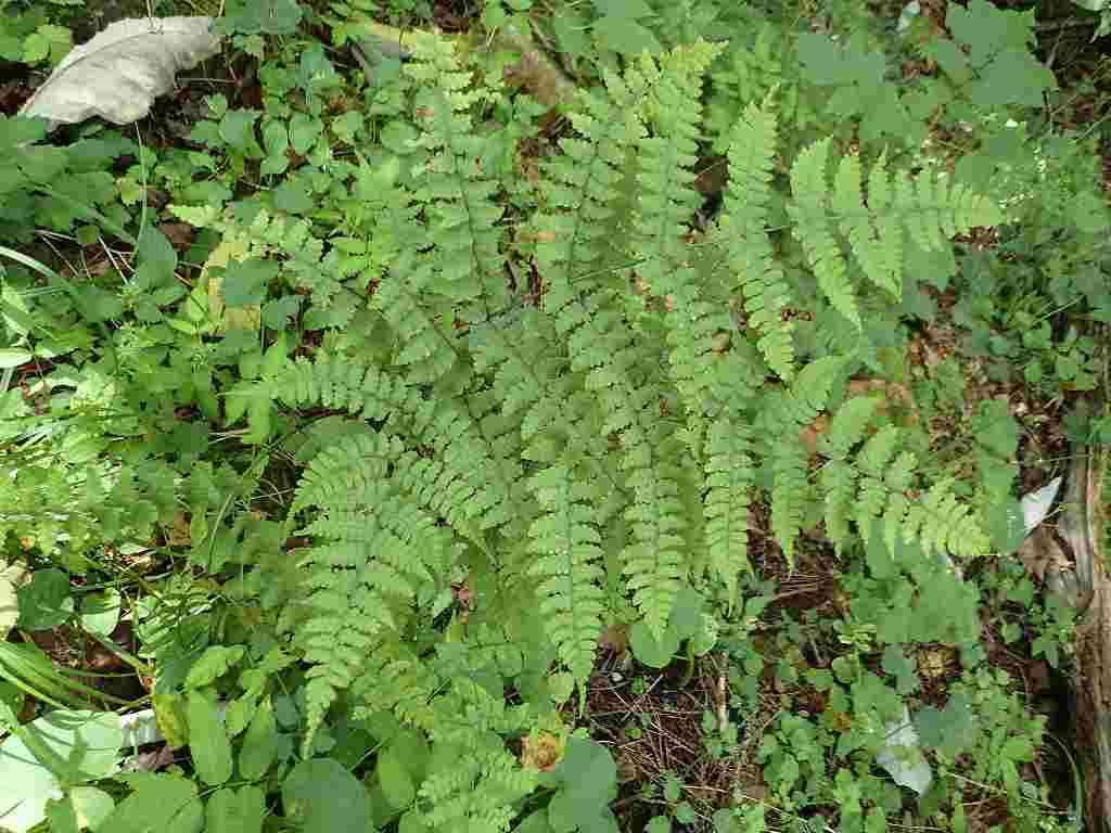e0367158_20471179.jpg