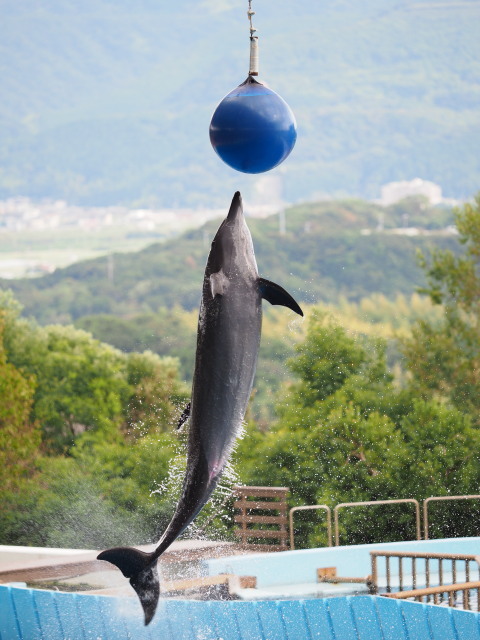 ハイジャンプのボール さして意味なし 面白くもなし ハイジャンプのボール さして意味なし 面白くもなし