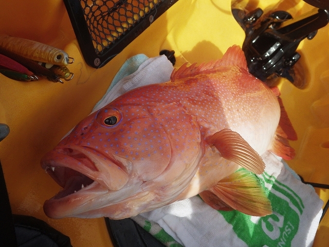 シガテラ魚が多すぎる　2017年9月22日_c0367066_09524431.jpg