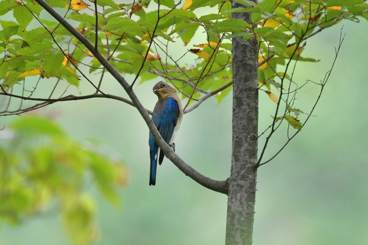 渡りの鳥さん オオルリ若 コサメビタキ_f0053272_22314227.jpg