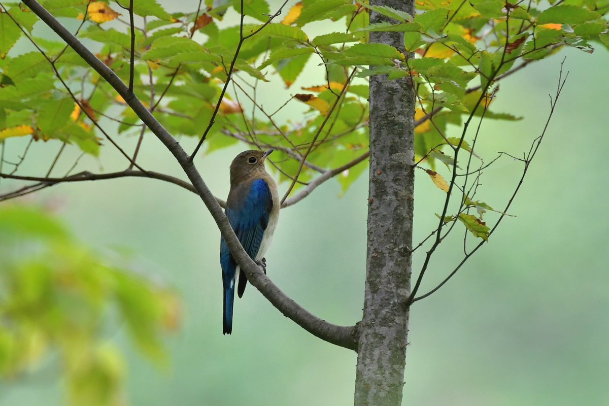 渡りの鳥さん オオルリ若 コサメビタキ_f0053272_22383969.jpg