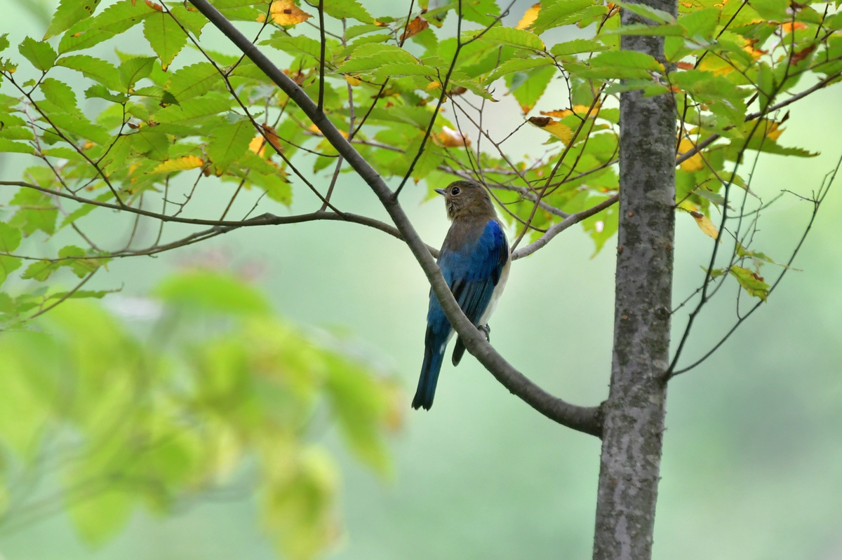 渡りの鳥さん オオルリ若 コサメビタキ_f0053272_22385094.jpg