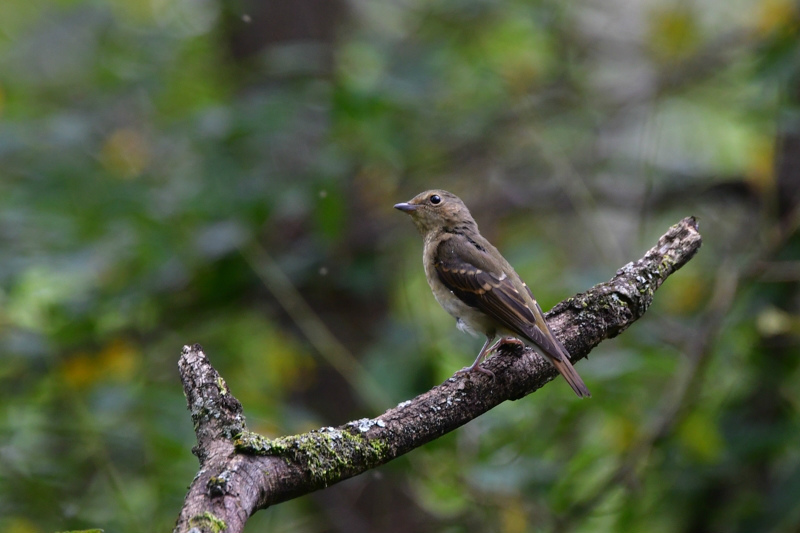 渡りの鳥さん オオルリ若 コサメビタキ_f0053272_23455408.jpg