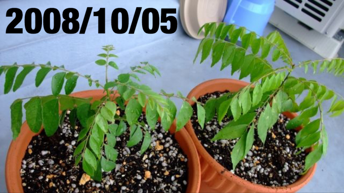 我が家のカレーリーフ（ カラピンチャ） : めたぼりっcuri (ё_ё)
