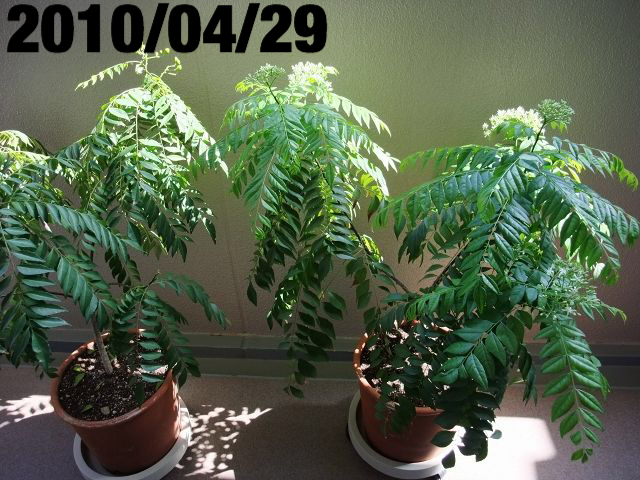 e0120575_15522199.jpeg
