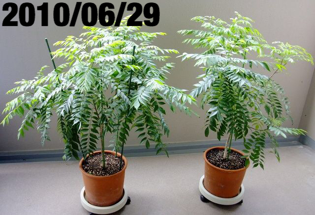 カレーリーフ カラピンチャ 3本仕立て