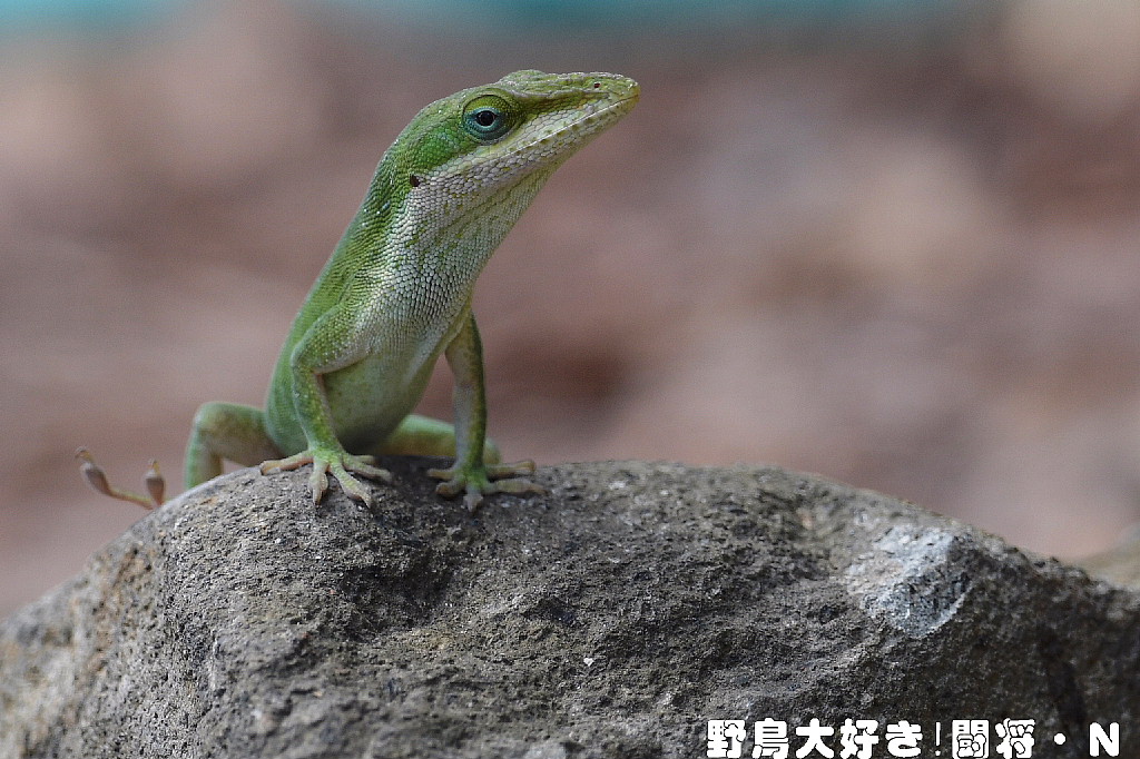 グリーンアノール : 野鳥大好き！闘将・N