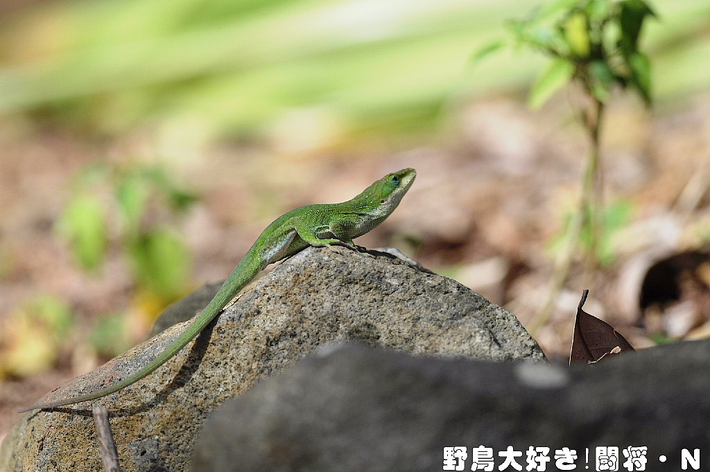 グリーンアノール : 野鳥大好き！闘将・N