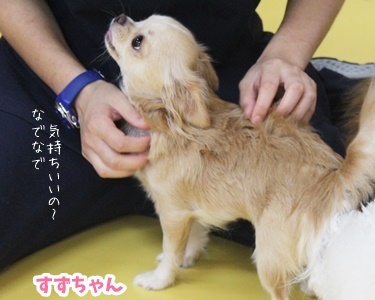 秋の味覚_f0357682_16270446.jpg
