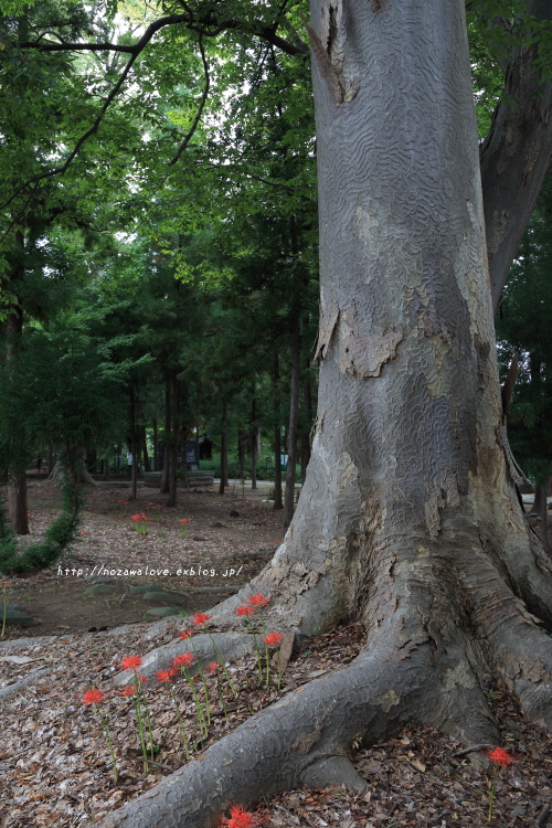 須坂市　墨坂神社の境内にて_e0162089_20222770.jpg