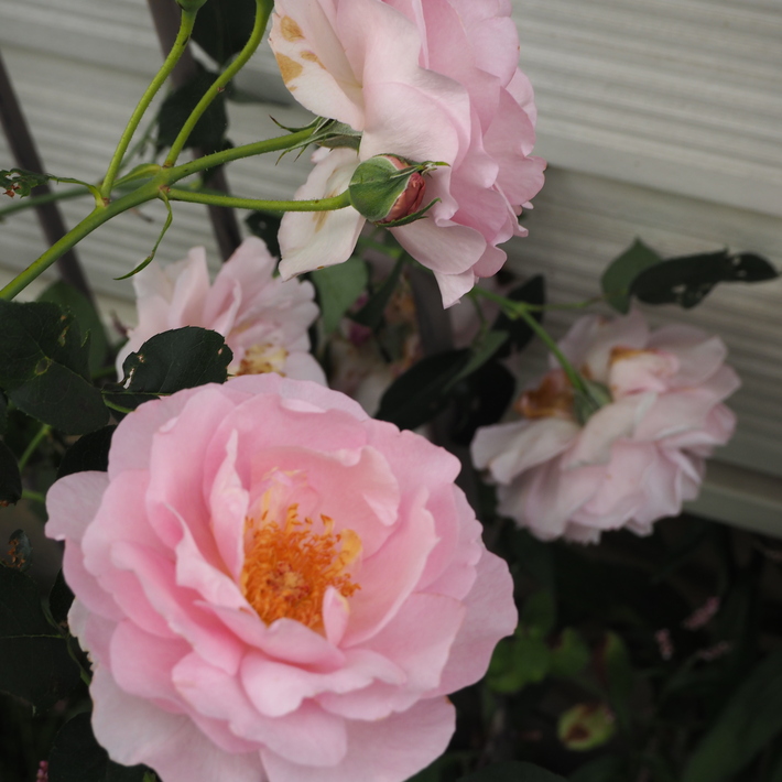 バラの鉢植え栽培_a0292194_16164868.jpg
