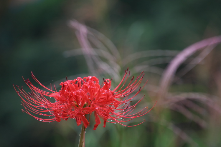 菊池彼岸花、鞠智城黒米_f0130601_22532822.jpg