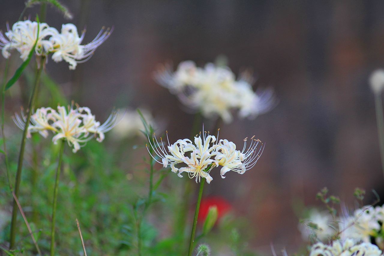 リコリス（Ｌｙｃｏｒｉｓ）_d0360910_16512919.jpg