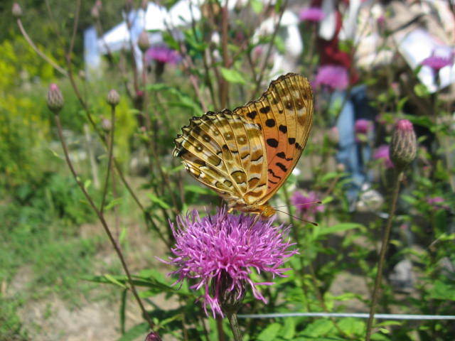 c0062511_20475010.jpg