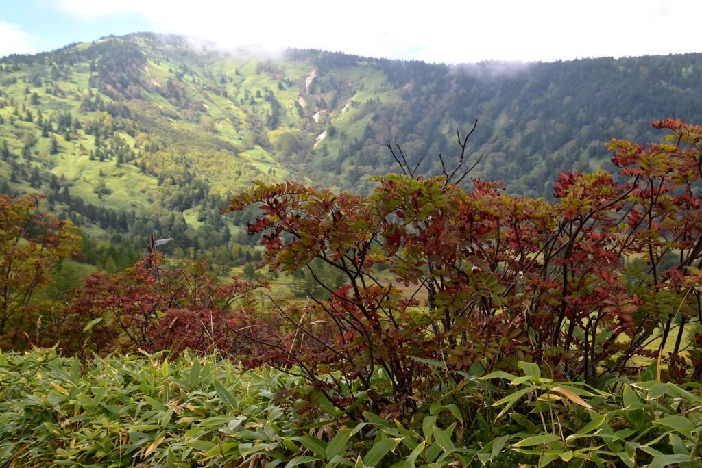 2019/9/19 草津白根山・芳ケ平　（リンドウ）_a0340812_19271504.jpg