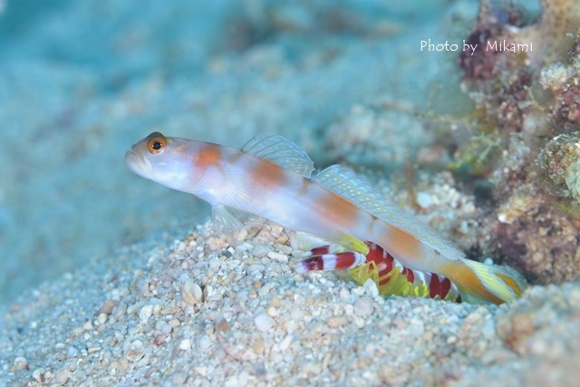 丁寧に撮ると綺麗なハゼ Sari Dive日記