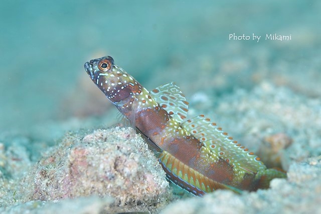 丁寧に撮ると綺麗なハゼ Sari Dive日記