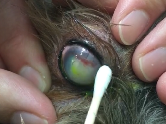 眼科専門医への道 角膜上皮びらん さいたま 動物病院 そよかぜ動物病院のブログ 眼科専門医への道 角膜上皮びらん さいたま 動物病院 そよかぜ動物病院のブログ