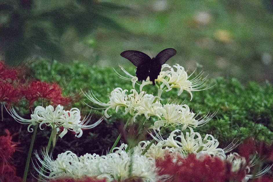a0126632_18111433.gif